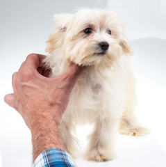 Colour lap-dog in studio