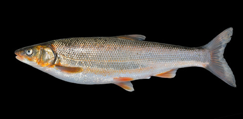 Fish (Leuciscus brandti) 1