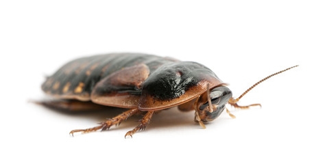 Cockroach against white background