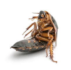 Cockroach sitting against white background