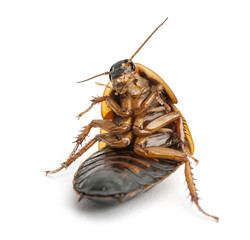 Cockroach sitting against white background