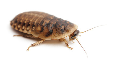 Cockroach against white background