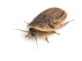 Cockroach against white background
