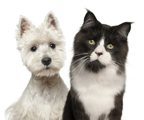 Close-up of Maine Coon cat, and West Highland Terrier
