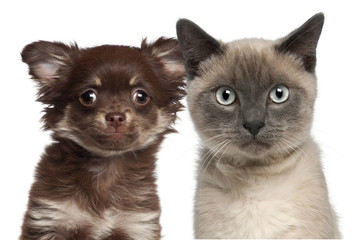 Close-up of Siamese kitten, 6 months old, and Chihuahua puppy