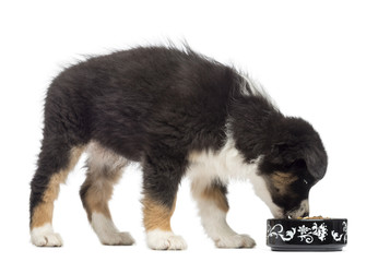 Australian Shepherd puppy, 2 months old, standing and eating