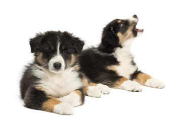Two Australian Shepherd puppies, 2 months old