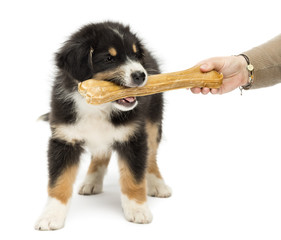Australian Shepherd puppy, 2 months old, holding knuckle bone