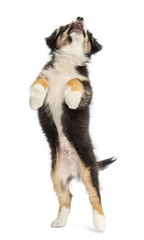 Australian Shepherd puppy, 2 months old, leaping and reaching