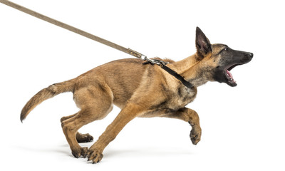 Belgian Shepherd leashed and aggressive against white background
