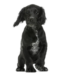 Working Cocker Spaniel against white background