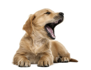 Golden retriever puppy, 7 weeks old, lying and yawning - obrazy, fototapety, plakaty