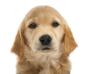 Close-up of Golden retriever puppy, 7 weeks old