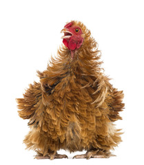 Crossbreed rooster, Pekin and Wyandotte, looking away