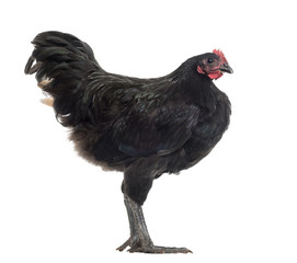 Australorp, 5 months old, against white background