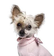Chinese Crested Dog puppy, 4 months old, looking at camera
