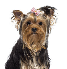 Yorkshire Terrier, 3 years old, looking at camera