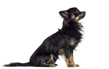 Side view of Chihuahua, 1.5 years old, sitting and looking up