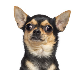 Chihuahua, 17 months old, against white background