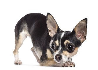 Chihuahua, 2 years old, looking away against white background