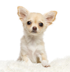 Chihuahua, 4 months old, looking at camera