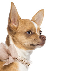 Chihuahua, 7 months old, wearing lace collar and looking away