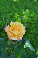 薔薇(モナリザ)