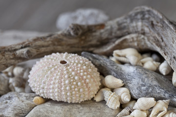 Stilleben maritim