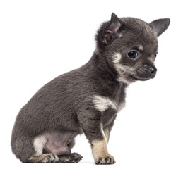 Chihuahua puppy, 7 weeks old, sitting and looking away
