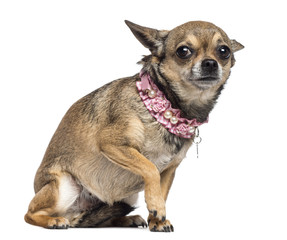 Fearful Chihuahua, 3 years old, sitting and wearing pink collar