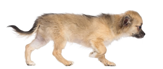 Obraz premium Side view of Chihuahua puppy, 4 months old, walking