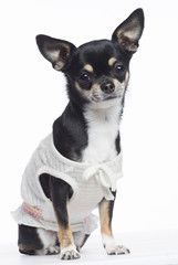 Chihuahua dressed, sitting and looking at camera