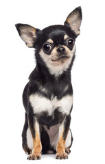 Chihuahua, 1.5 years old, sitting and looking at camera - obrazy, fototapety, plakaty