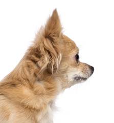 Close-up of Chihuahua looking away against white background