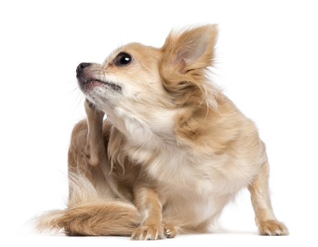 Chihuahua scratching against white background