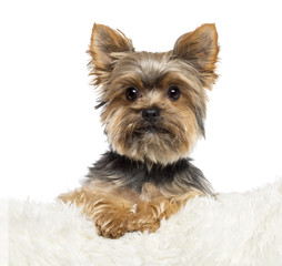 Yorkshire Terrier, 3 years old, lying on white fur