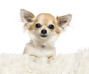 Chihuahua, 4 years old, lying on white fur
