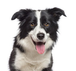 Close-up of Border Collie, 1.5 years old, looking at camera