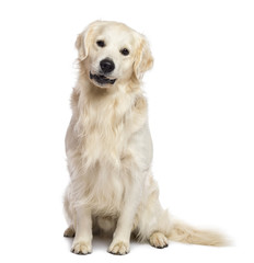 Golden retriever sitting and looking at camera