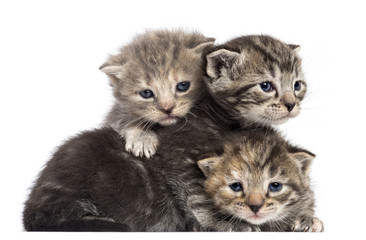 Kittens lying on each other against white background