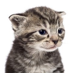 Close-up of kitten against white background