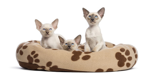 Three Oriental Shorthair kittens, sitting in cat bed