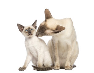 Oriental Shorthair father licking its kitten
