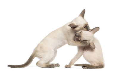 Two Oriental Shorthair kittens, 9 weeks old, play fighting