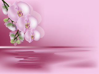 pink illustration with large orchid flowers