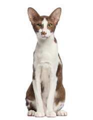 Oriental Shorthair sitting and looking at camera