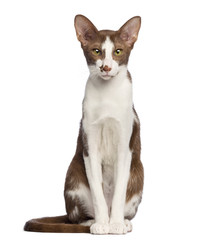 Oriental Shorthair sitting and looking at camera
