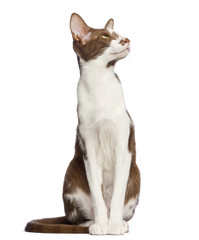 Oriental Shorthair sitting and looking up