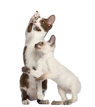 Two Oriental Shorthairs, adult and kitten, standing on hind legs