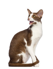 Oriental Shorthair sitting and meowing against white background